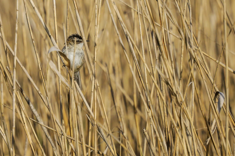 Lusciniole à moustaches en Camargue gardoise